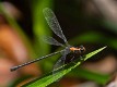 Austroargiolestes aureus female-2